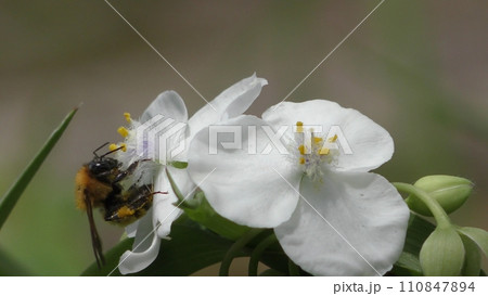 白いムラサキツユクサの花にとまる蜜蜂 白いムラサキツユクサの花にとまる蜜蜂 110847894