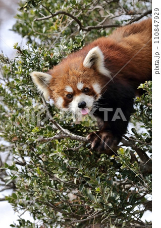木の上で舌を出すレッサーパンダ 木の上で舌を出すレッサーパンダ 110847929