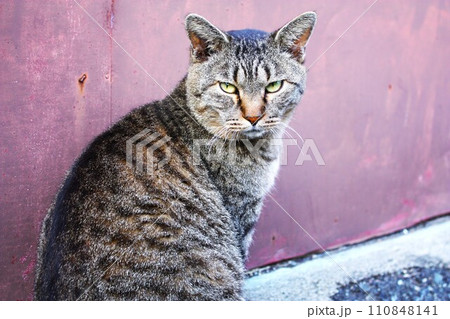 自然を生き抜く、強い眼差しで見つめる猫 110848141