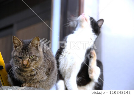 僕らは強く生きていく野良猫にゃ 僕らは強く生きていく野良猫にゃ 110848142