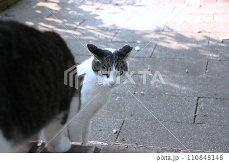 イカ耳の猫 110848148