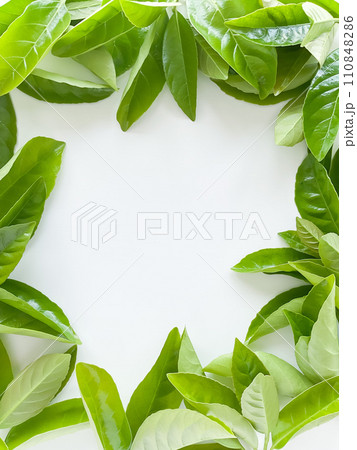 Frame of green leaves on a white background. View from above. Frame of green leaves on a white background. View from above. 110848286