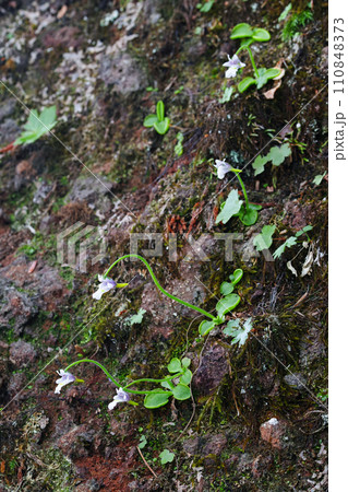 庚申山の特別天然記念物　コウシンソウ 110848373