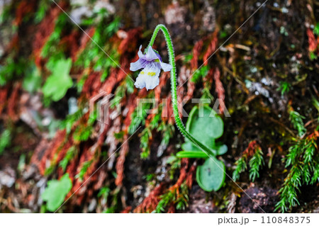 庚申山の特別天然記念物　コウシンソウ 110848375