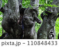 あがりこ大王　鳥海山麓のブナの巨木 110848433