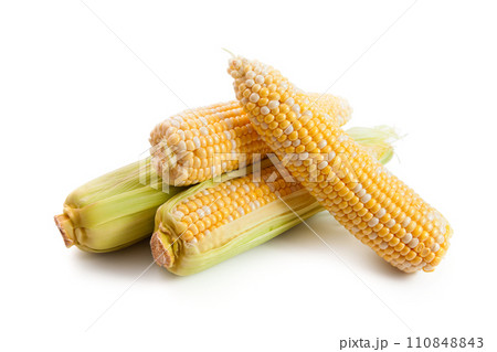 Several ears of sweet corn isolated on a white background. . 110848843