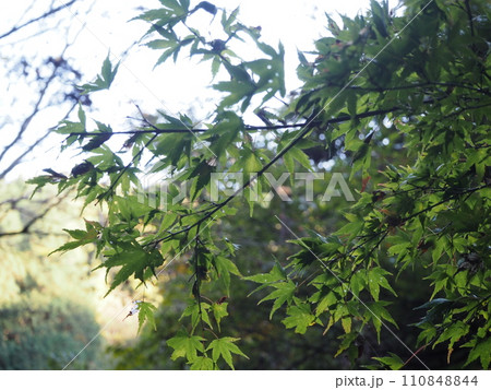 太陽光に照らされる緑の葉 110848844