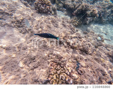 Birdmouth wrasse (Gomphosus Caeruleus) at coral reef.. 110848860