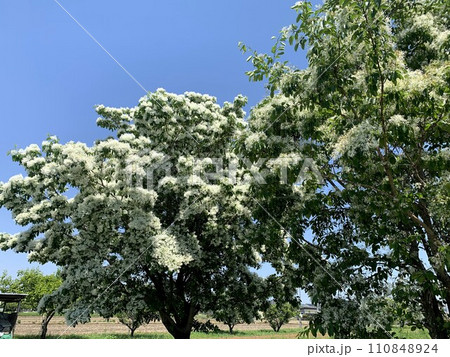 ヒトツバタゴ 110848924