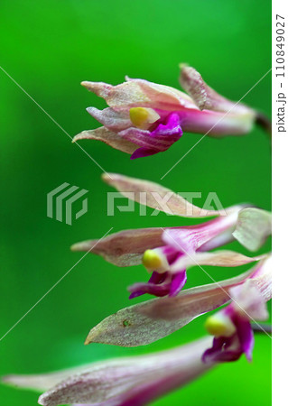 赤紫色の際はイランの花 赤紫色の際はイランの花 110849027