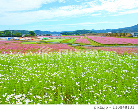 大分県中津市にある三光コスモス園の白やピンクのコスモス畑 110849133