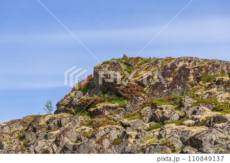 A white-tailed eagle perches on a Lofoten cliff, surrounded by vibrant moss under a clear sky 110849137