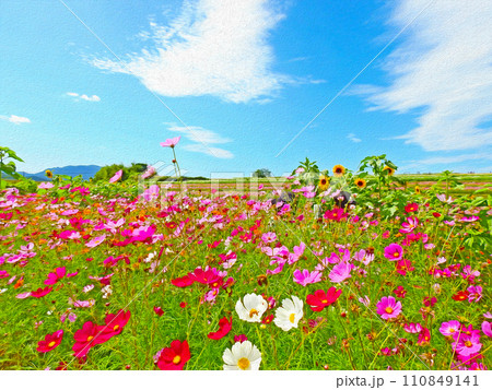 大分県中津市参考コスモス園の色とりどりの花とヒマワリ 110849141