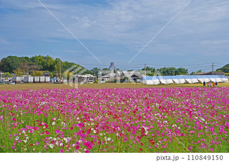 福岡県築上郡道の駅しんよしとみ裏のコスモス畑 福岡県築上郡道の駅しんよしとみ裏のコスモス畑 110849150