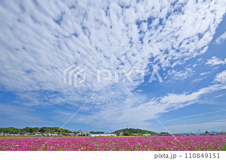 福岡県築上郡道の駅しんよしとみ裏のコスモス畑と秋空 福岡県築上郡道の駅しんよしとみ裏のコスモス畑と秋空 110849151