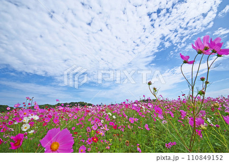 福岡県築上郡道の駅しんよしとみ裏のコスモス畑 110849152