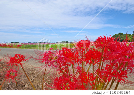 美しい花が咲くコスモス畑と真っ赤な彼岸花 美しい花が咲くコスモス畑と真っ赤な彼岸花 110849164