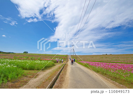 大分県中津市三光コスモス園の斜面に植えられた美しい花を鑑賞する人たち 大分県中津市三光コスモス園の斜面に植えられた美しい花を鑑賞する人たち 110849173