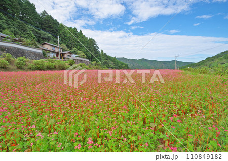 一面にアカソバの花が咲く畑の風景 一面にアカソバの花が咲く畑の風景 110849182