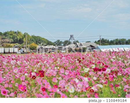 福岡県築上郡道の駅しんよしとみ裏のコスモス畑 110849184