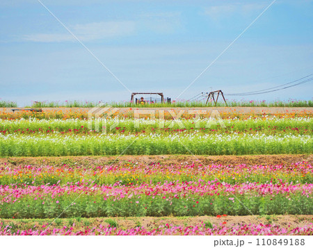 斜面の段々に植えられた美しい花が咲く大分県中津市の三光コスモス園 斜面の段々に植えられた美しい花が咲く大分県中津市の三光コスモス園 110849188