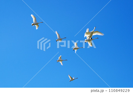 塒を飛び立って隊列を変化させながら編隊飛行で餌場に向かうコハクチョウの群れ 塒を飛び立って隊列を変化させながら編隊飛行で餌場に向かうコハクチョウの群れ 110849229