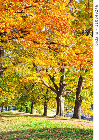 Yellowed trees in the park on a sunny autumn day. Yellowed trees in the park on a sunny autumn day. 110849246