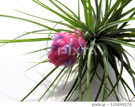 ストリクタ 110849278