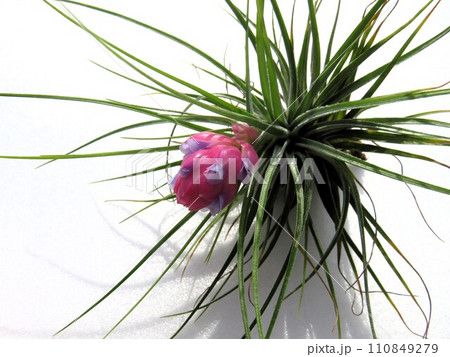 ストリクタ 110849279