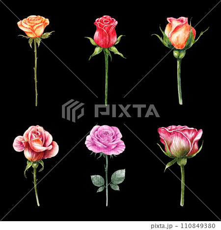 Roses . Watercolor painting valentine's day elements . Set 1 of 10 . Black isolate background . Illustration . 110849380