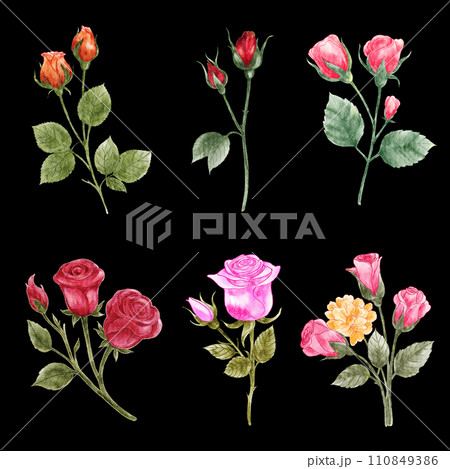 Roses . Watercolor painting valentine's day elements . Set 7 of 10 . Black isolate background . Illustration . Roses . Watercolor painting valentine's day elements . Set 7 of 10 . Black isolate background . Illustration . 110849386