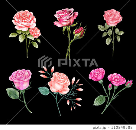 Roses . Watercolor painting valentine's day elements . Set 9 of 10 . Black isolate background . Illustration . Roses . Watercolor painting valentine's day elements . Set 9 of 10 . Black isolate background . Illustration . 110849388