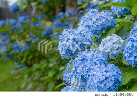 青い紫陽花 110849600