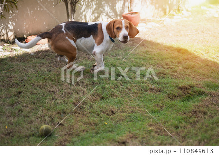 Funny beagle dog run on patio grass Funny beagle dog run on patio grass 110849613