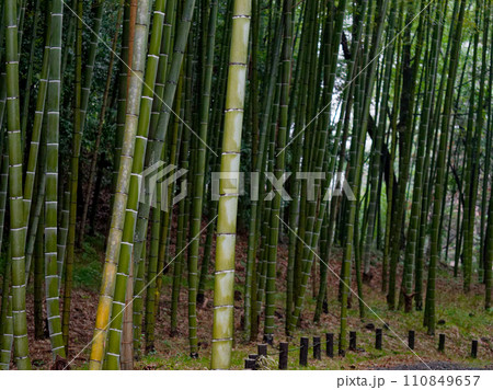 冬の雨に霞む竹林 110849657