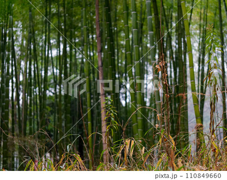 冬の雨に霞む竹林 110849660