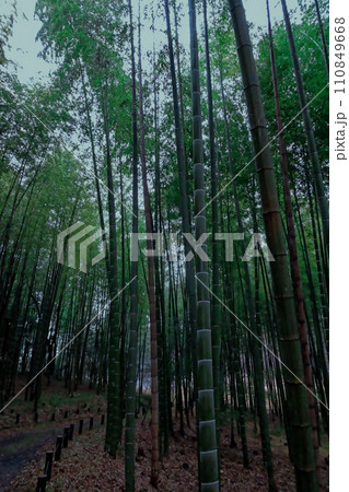 冬の雨に霞む竹林 冬の雨に霞む竹林 110849668