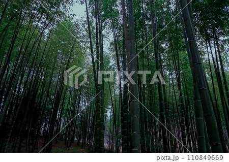冬の雨に霞む竹林 110849669