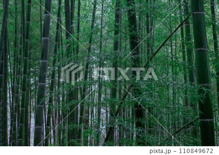 冬の雨に霞む竹林 110849672
