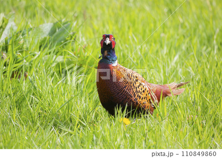 Common pheasant (Phasianus colchicus) in a meadow 110849860