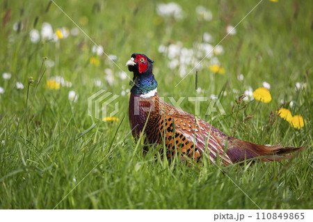 Common pheasant (Phasianus colchicus) in a meadow 110849865