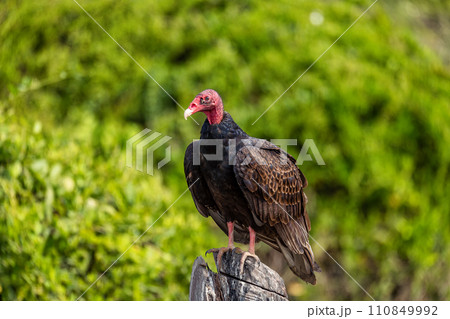 Turkey vulture (Cathartes aura), El Paso Cesar Department. Wildlife and birdwatching in Colombia. 110849992