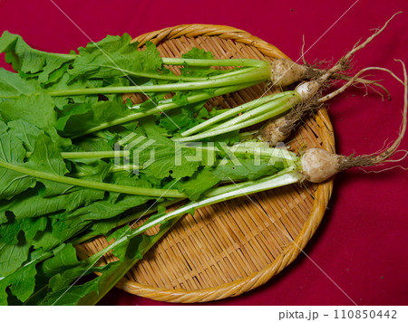 アブラナ科の野菜スズシロ アブラナ科の野菜スズシロ 110850442