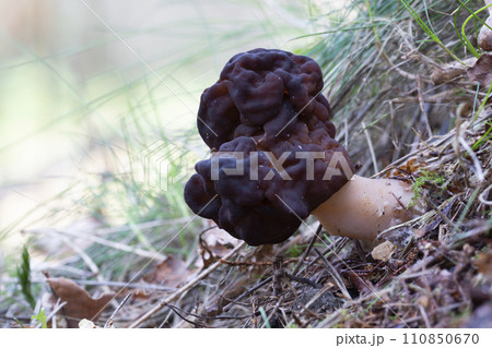 Gyromitra esculenta fungus in the Netherlands Gyromitra esculenta fungus in the Netherlands 110850670