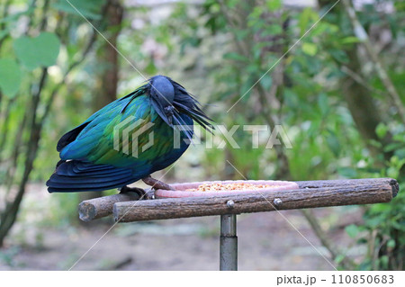 鳥 鳥類 家禽 110850683