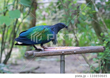 鳥 鳥類 家禽 110850685