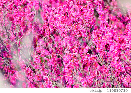 寒い時期に花を咲かせる梅の花 110850730