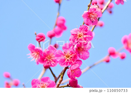 寒い時期に花を咲かせる梅の花 110850733