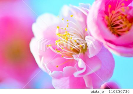 寒い時期に花を咲かせる梅の花 110850736