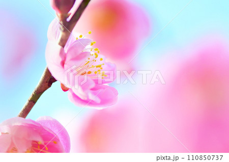 寒い時期に花を咲かせる梅の花 110850737
